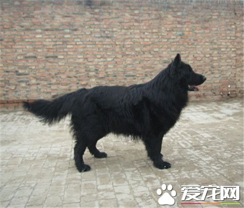 比利時牧羊犬與黑熊犬 黑熊犬頭部短吻部寬