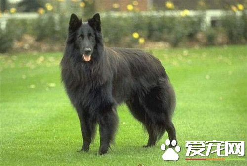 比利時牧羊犬幼犬種類 有四種不同的類型