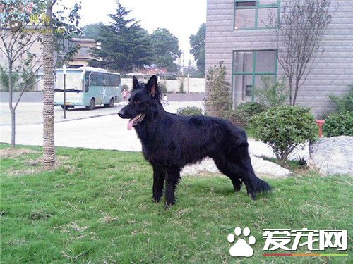 比利時牧羊犬幼犬智商怎麼樣 比利時牧羊犬聰明