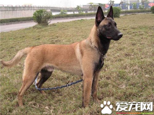 比利時牧羊犬幼犬種類 有四種不同的類型