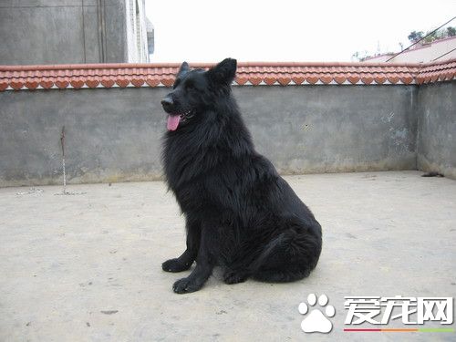 比利時牧羊犬幼犬智商怎麼樣 比利時牧羊犬聰明