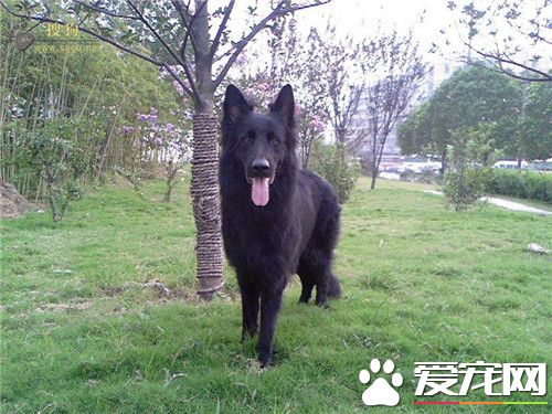 比利時牧羊犬幼犬智商怎麼樣 比利時牧羊犬聰明