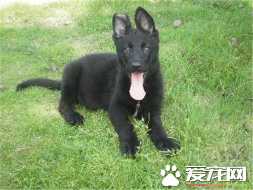 比利時牧羊犬幼犬怎麼喂 熱水泡軟在給它吃