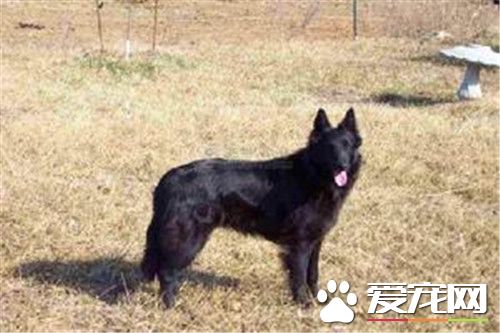 比利時牧羊犬幼犬怎麼喂 熱水泡軟在給它吃