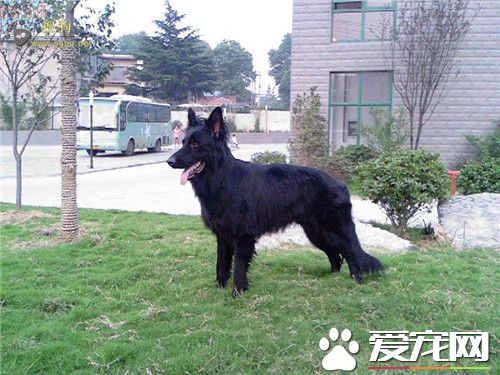 比利時牧羊犬幼犬怎麼喂 熱水泡軟在給它吃