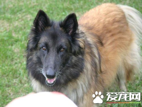 比利時牧羊犬幼犬雜交 這種現象很常見