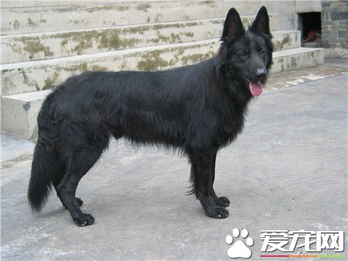 比利時牧羊犬幼犬雜交 這種現象很常見