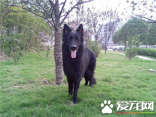 比利時牧羊犬幼犬雜交 這種現象很常見