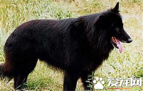 比利時牧羊犬的種類 比利時牧羊犬的四種形態