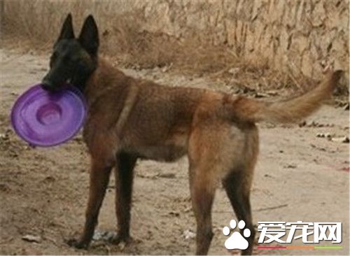 比利時牧羊犬的種類 比利時牧羊犬的四種形態