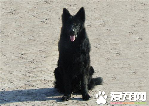 比利時牧羊犬智商排名 智商排名在第15位