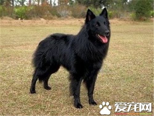 比利時牧羊犬的種類 比利時牧羊犬的四種形態