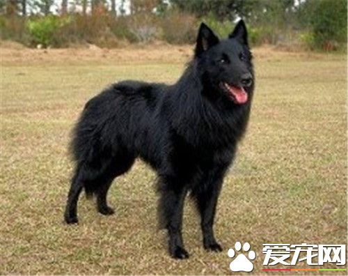 比利時牧羊犬智商排名 智商排名在第15位