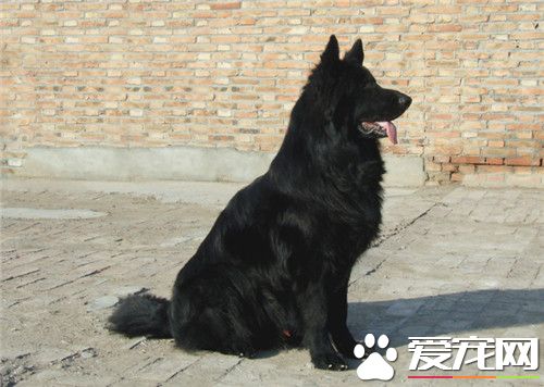 比利時牧羊犬智商排名 智商排名在第15位