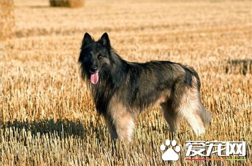 比利時牧羊犬智商高嗎 天生就很聰明的狗狗
