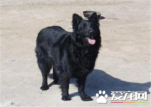 比利時牧羊犬智商高嗎 天生就很聰明的狗狗