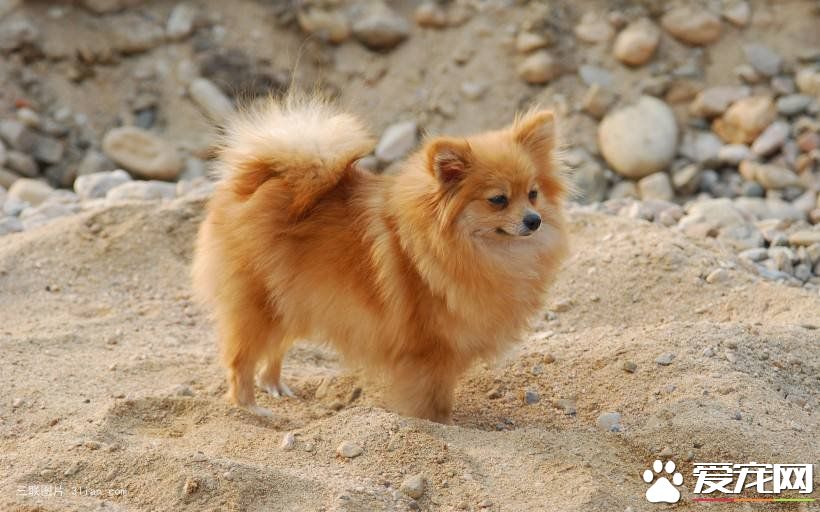 博美犬喂幾頓 博美犬喂食需要注意事項