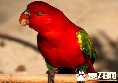 大绯胸鹦鹉性格 大绯胸鹦鹉性格溫順