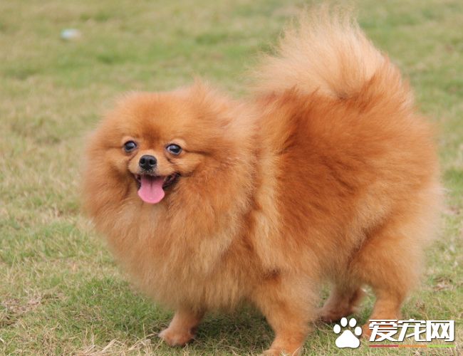 博美犬喂幾頓 博美犬喂食需要注意事項