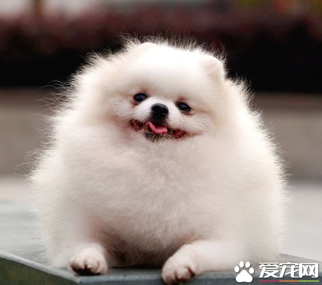 博美犬尾巴應該有多長 博美犬尾巴特征