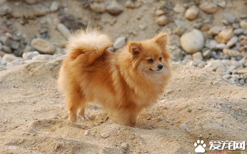 博美犬尾巴應該有多長 博美犬尾巴特征