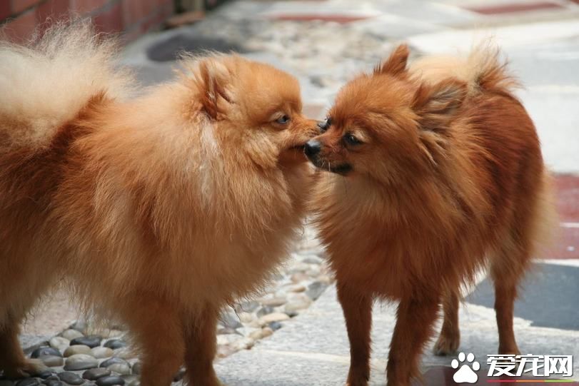 博美犬好教嗎 博美犬馴養需要注意的事項