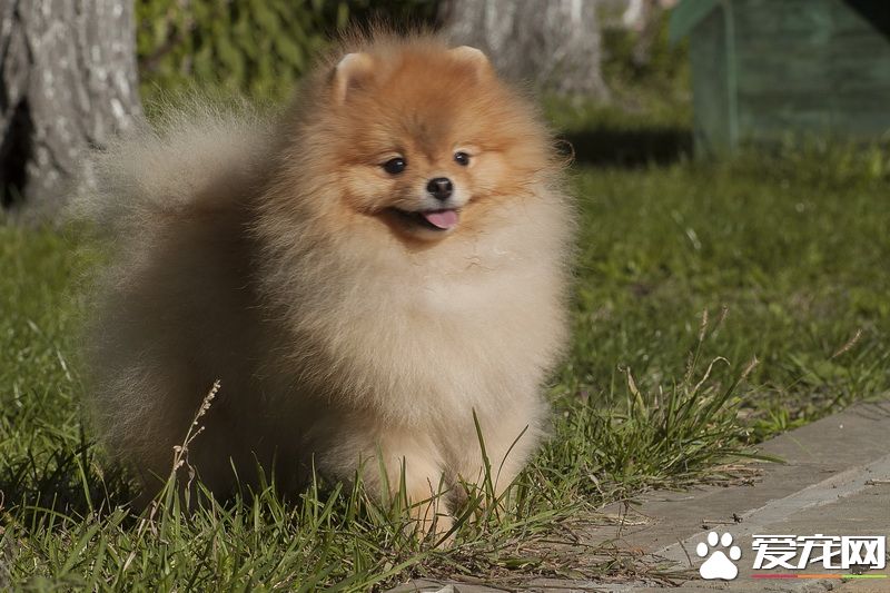 博美犬好教嗎 博美犬馴養需要注意的事項