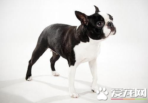波士頓梗和法斗的尾巴有區別嗎 法斗尾基部粗短小