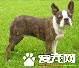 波士頓梗和法斗的尾巴有區別嗎 法斗尾基部粗短小