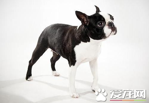 波士頓梗掉毛嗎 毛短而且細平滑有光澤