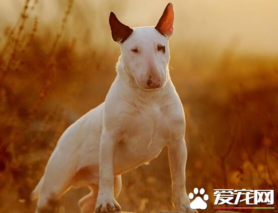 比特斗狗厲害還是牛頭梗 二者飼養禁忌有哪些