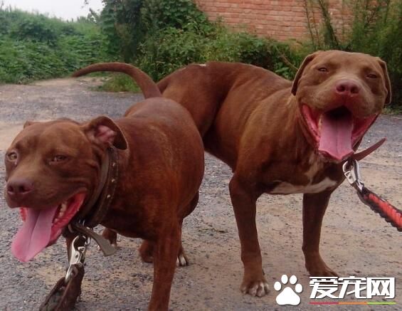 比特斗狗厲害還是牛頭梗 二者飼養禁忌有哪些