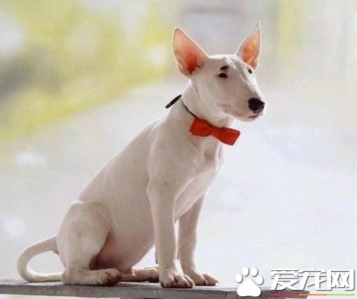 比特犬牛頭梗打架 訓練與喂養的方式有哪些