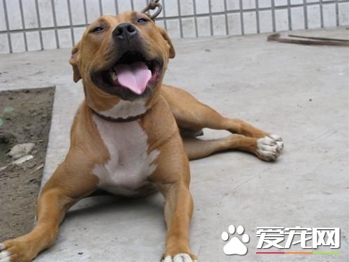 比特犬牛頭梗打架 訓練與喂養的方式有哪些