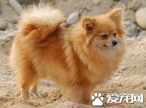 博美犬難養麼 博美犬喂養要點是什麼