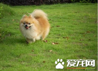 博美犬難養麼 博美犬喂養要點是什麼