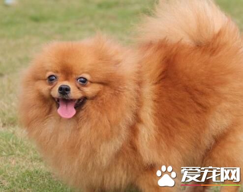 博美犬難養麼 博美犬喂養要點是什麼