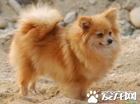 博美犬如何洗澡 博美犬正確入浴的方法