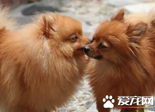 博美犬如何洗澡 博美犬正確入浴的方法