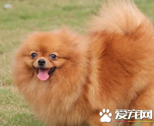 博美犬好飼養嗎 博美犬的飼養重點是什麼