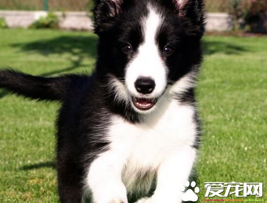 邊境牧羊犬幼犬需要關籠子嗎 狗狗害怕被關起來