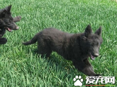 邊境牧羊犬幼犬需要關籠子嗎 狗狗害怕被關起來