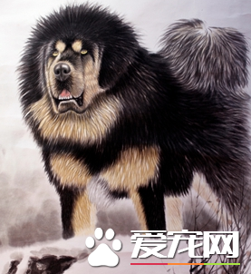 藏獒的食量 正常情況下成年藏獒一日兩餐