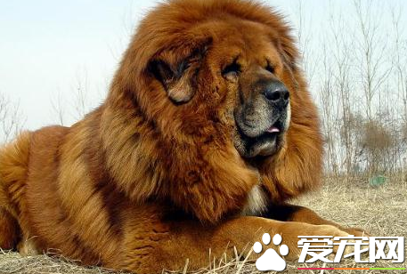 藏獒的繁殖 藏獒的繁殖方法及注意事項
