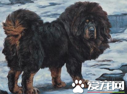 藏獒的尺寸 怎麼樣能讓藏獒盡快地生長