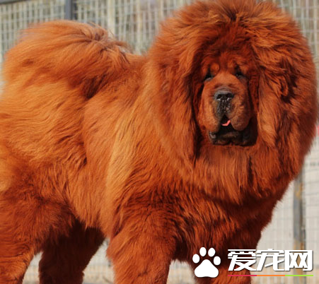 藏獒的尺寸 怎麼樣能讓藏獒盡快地生長
