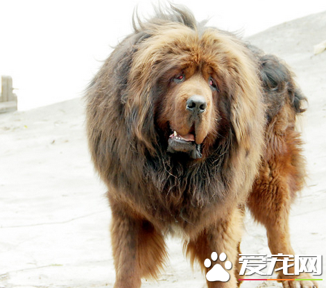 藏獒怕什麼 對大的聲音和火光比較敏感