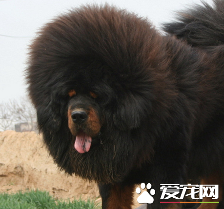 藏獒怕什麼 對大的聲音和火光比較敏感