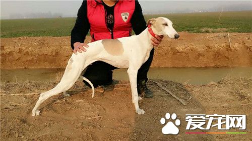 惠比特幼犬喂什麼狗糧 惠比特幼犬飼養方法