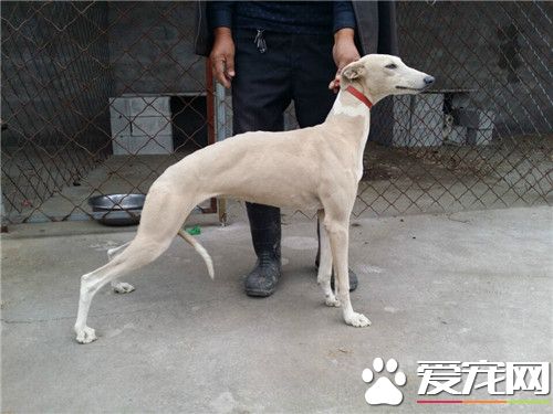 惠比特幼犬喂什麼狗糧 惠比特幼犬飼養方法